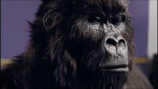 Cadburys Gorilla Playing Drums  Advert Commercial [upl. by Bean304]