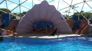 Sealion Show at the Miami Seaquarium [upl. by Coleen]