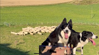 Two insanely talented border collie sheepdogs herding sheep [upl. by Kristofor]