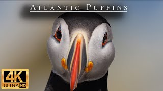 Birds of Machias Seal Island  Atlantic Puffins Razorbills and More  4k [upl. by Marillin]