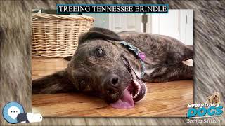 Treeing Tennessee Brindle 🐶🐾 Everything Dog Breeds 🐾🐶 [upl. by Kreindler643]