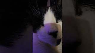 orelie orelielachatte cat chat stevegaara 20240921 flyp [upl. by Clementia]