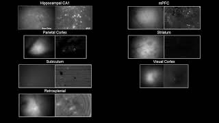 Example Miniscope recordings from different brain regions [upl. by Akcire712]