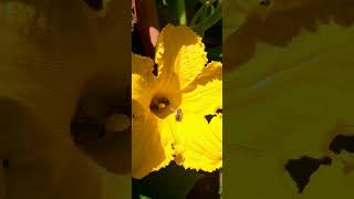 🐝 Carniolan honey bees enjoying a feast inside a pumpkin flower 🐝 slovenia ljubljana summervibes [upl. by Huntingdon]