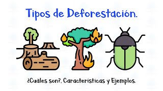 💨🌳 Tipos de Deforestación 🪲🪴 ¿Cuáles son Características y Ejemplos  Fácil y Rápido [upl. by Tunnell590]