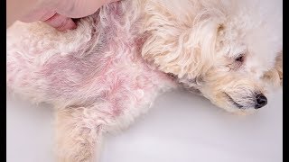 3 Dog Yeast Infection Home Remedies and Treatments 2022 [upl. by Alver]