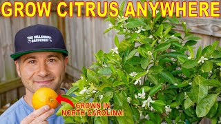 Florida Doesnt Want You To Know Its EASIER To Grow CITRUS Up NORTH How To Grow Citrus ANYWHERE [upl. by Maxantia]