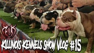 AMERICAN BULLYEXOTIC BULLY DOG SHOW KILLINOIS KENNELS SHOW VLOG15 IBKC [upl. by Wilmer630]