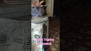 Inilah Trigona Teuweul trigona teuweul [upl. by Allveta]