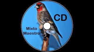 CD Mixto Jilguero Maestro [upl. by Krisha430]