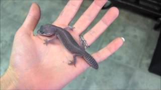 Baby Mack Snow Blizzard Leopard Gecko [upl. by Hamner495]