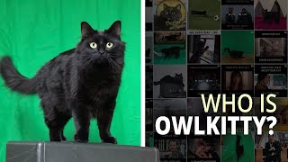 Meet the Cat Who Stars in All your Favorite Movies [upl. by Varian69]