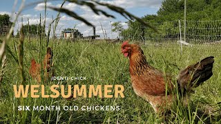 Welsummer 6MonthOld Chickens [upl. by Kayla]