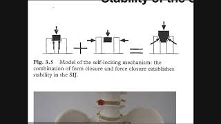 The Sacroiliac Joint Part 2  Factors Affecting Stabilization [upl. by Airreis]