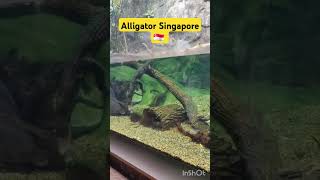 Alligator Singapore 🇸🇬 satisfying trending tamilshorts [upl. by Pepper]