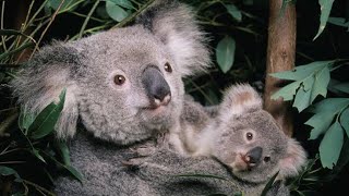 KOALAS🐨SONG 💥🔥BEAUTIFUL KOALAS🐨KOALA BEARSBEAUTY OF ANIMALS AND BIRDS 💖❤️NATURE ❤️CUTE ANIMALS [upl. by Pedaiah]