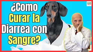 🆘 ¿COMO CURARTRATAMIENTO Y REMEDIOS CASEROS PARA LA DIARREA CON SANGRE EN PERROS 🆘 [upl. by Sivartal]