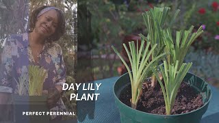 The Daylily  Known as quot the Perfect perennialquot  Propagation Tips amp Plant Care [upl. by Ehc451]