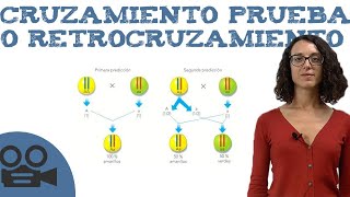 Cruzamiento prueba o retrocruzamiento [upl. by Chemar]