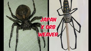 Japan and Australian Golden Orb Weaver spider  Go all out [upl. by Esinahs]