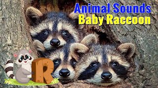 Baby Raccoon Sounds  Raccoon Noises  Animal Sounds [upl. by Sema782]