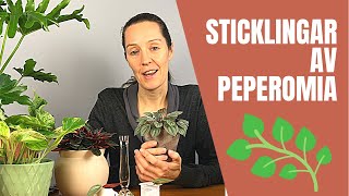 Sticklingar av Peperomia [upl. by Arenahs891]