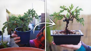 Jade Bonsai Making From Branch Cutting [upl. by Odrarej826]