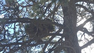 Porcupines Nest in Trees [upl. by Lenoj]