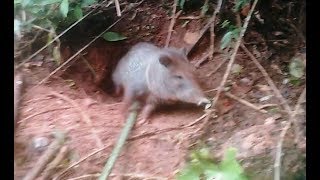 Porco do mato cateto caititu saindo do buracotoca [upl. by Petua193]