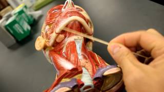 MUSCULAR SYSTEM ANATOMYMuscles of the neck model description [upl. by Aceber]