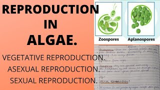 REPRODUCTION IN ALGAEComplete explanation with notesbsc botany [upl. by Godrich655]