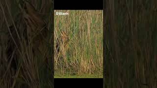 Bittern nikonwildlife outdoorphotography wildlife conservationphotography wildlifephotography [upl. by Polash]