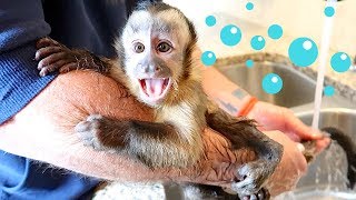 Baby Monkey Cry Baby Bath [upl. by Manard]