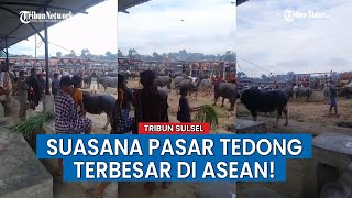 Melihat Pasar Tedong atau Kerbau di Rantepao Toraja Utara [upl. by Dnalyaw]