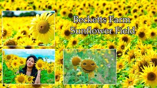 UK Sunflower Field  Relaxing Summer Breeze Becketts Farm Birmingham UK LIFE [upl. by Ahsienel]