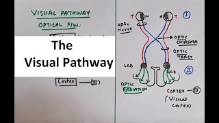 Special Senses Physiology  Vision Part 3 The Visual Pathway [upl. by Duwalt254]