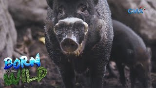 Rescuing the Philippine Warty Pig  Born to be Wild [upl. by Publius]