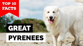 Great Pyrenees  Top 10 Facts [upl. by Buchalter]