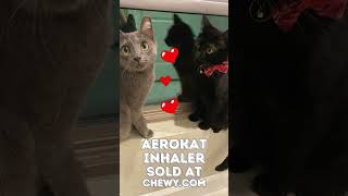 Breathing Easing Live Freely with the AeroKat Feline Inhaler feline felinehealth [upl. by Kabab]