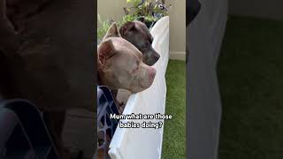 The big dogs chaperoning the crazy pups americanbully abkc puppies shortsviral shorts viral [upl. by Gaskins]