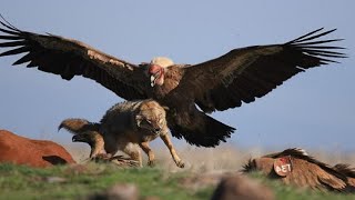 THIS IS HOW EAGLES HUNT [upl. by Marcy]