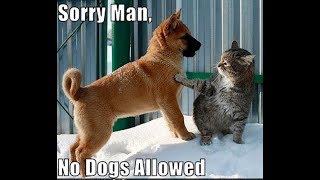 ♥Cute cat and dog funny compilation 2018♥ 1  FunnyAnimals [upl. by Luis31]