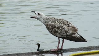 First winter Great Blackbacked Gull  Larus marinus  Grote mantelmeeuw  Vlissingen  Feb 2018 [upl. by Achilles162]