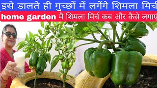 How to grow capsicum on home gardenorganic fertilizer dalne se bumper lagengefertilizer [upl. by Had47]