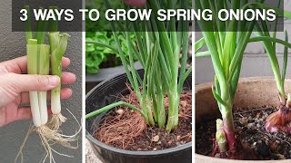 THREE WAYS TO GROW SPRING ONIONS  how to grow spring onions at home [upl. by Norga]