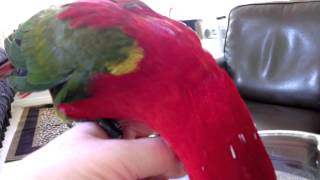 Chattering Lory Eating and Talking [upl. by Ciri959]