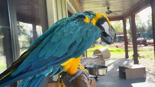 Blue amp Gold Macaw [upl. by Icrad]