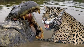 JAGUAR VS CROC Fight To Death  Love Nature [upl. by Oremo]