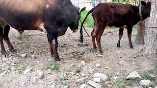 My new Bull and cow  Village Animals [upl. by Ah689]