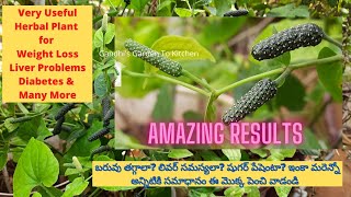 Pipli Long pepper పిప్పలి ని ఇలా ఉపయోగిస్తే అది సంజీవని [upl. by Mmada]